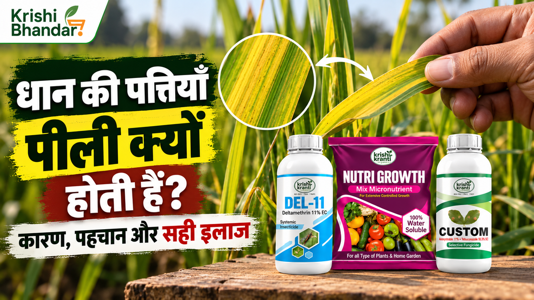 धान की पीली पड़ती पत्ती का क्लोज़-अप, साथ में कृषि भंडार के DEL-11, Nutri Growth और Custom उत्पाद