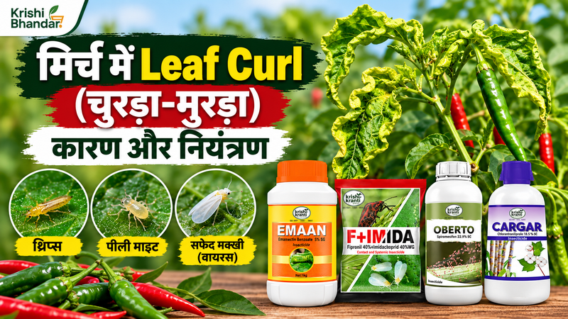 मिर्च में Leaf Curl (चुरड़ा-मुरड़ा): कारण और नियंत्रण
