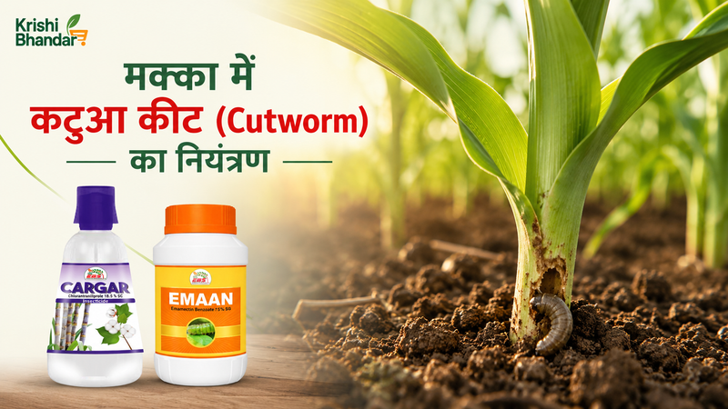 मक्का में कटुआ कीट (Cutworm) का नियंत्रण