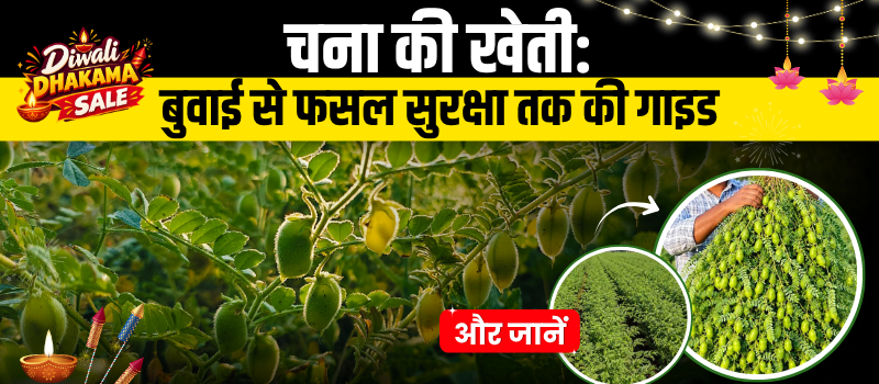 चना की खेती कैसे करें: बुवाई से फसल सुरक्षा तक की पूरी गाइड