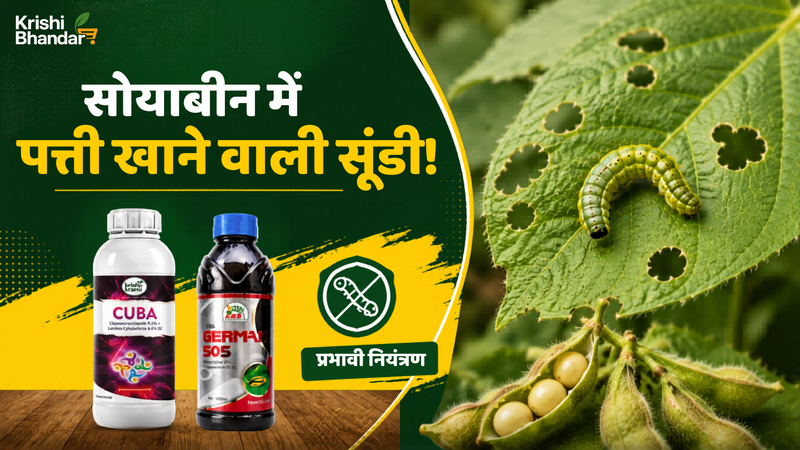 Soybean Leaf Eating Caterpillar की दवा, डोज़ & नियंत्रण गाइड