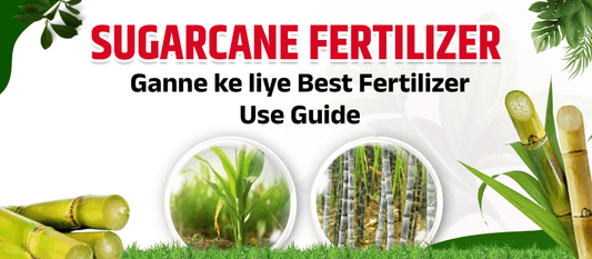Best fertilizer for sugarcane farming use guide