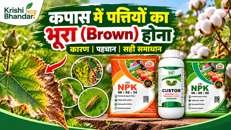 कपास में पत्तियों का भूरा (Brown) होना: कारण, पहचान और सही समाधान