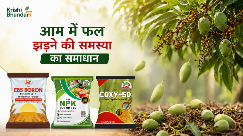 Mango Fruit Drop Solution: Complete Farmer Guide