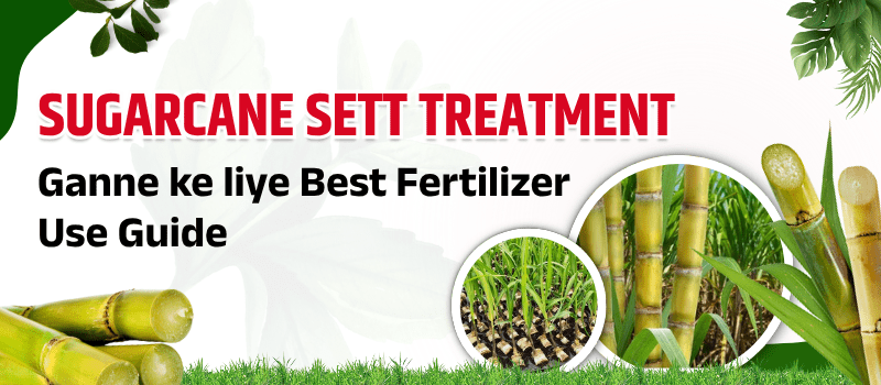 Ganne ke liye sett treatment fertilizer guide