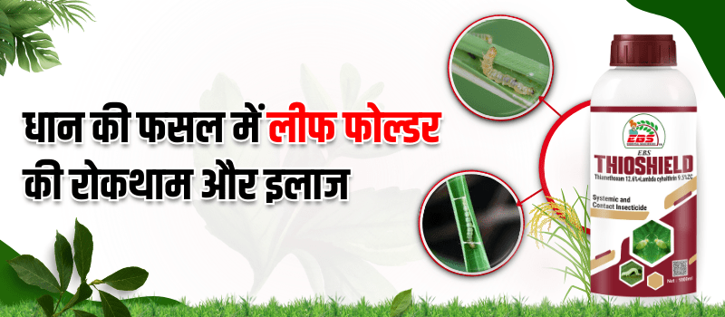 धान की फसल में लीफ फोल्डर का रोकथाम और इलाज | Kisan Sewa Kendra