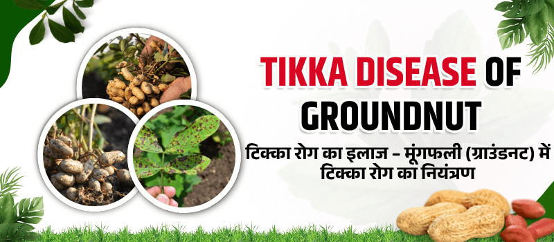Tikka Disease Control in Groundnut | मूंगफली में रोकथाम