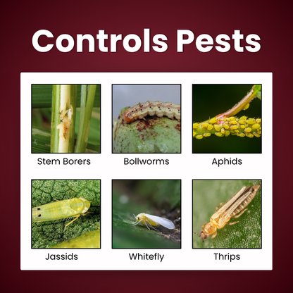 Krishikranti Thioshield Thiamethoxam 12.6% + Lambda Cyhalothrin 9.5% ZC Insecticide for Sucking & Chewing Pest Control