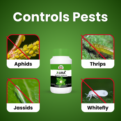 Krishikranti AURA PLUS Dinotefuran 15% + Pymetrozine 45% WG Systemic Insecticide for Sucking Pests