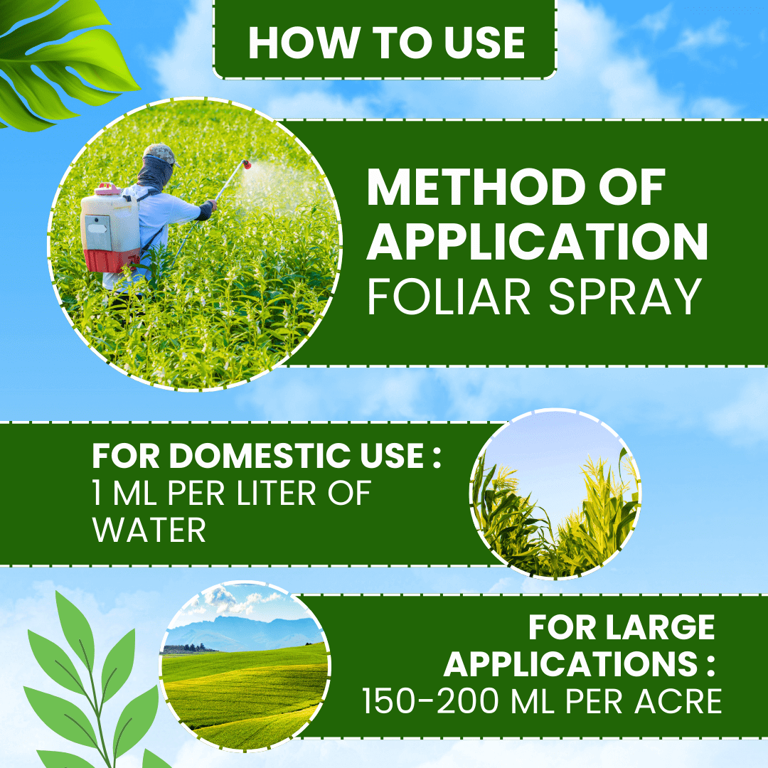 EBS Custom Azoxystrobin 11% Tebuconazole 18.3% SC fungicide