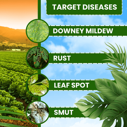 EBS Custom Azoxystrobin 11% Tebuconazole 18.3% SC fungicide