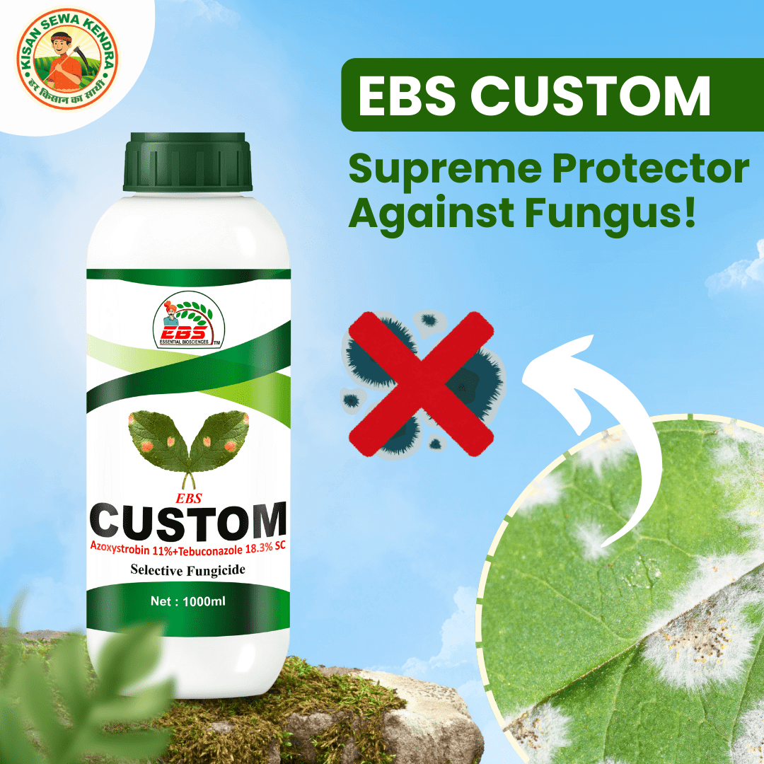EBS Custom Azoxystrobin 11% Tebuconazole 18.3% SC fungicide