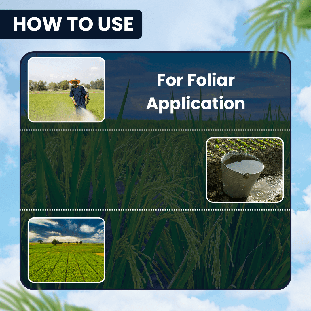 EBS ORIGEN Fipronil 4% Thiamethoxam 4% SC insecticide