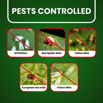 Oberto Spiromesifen 22.9% SC pest control creative showing whiteflies, red spider mites, and yellow mites targeted for crop protection.